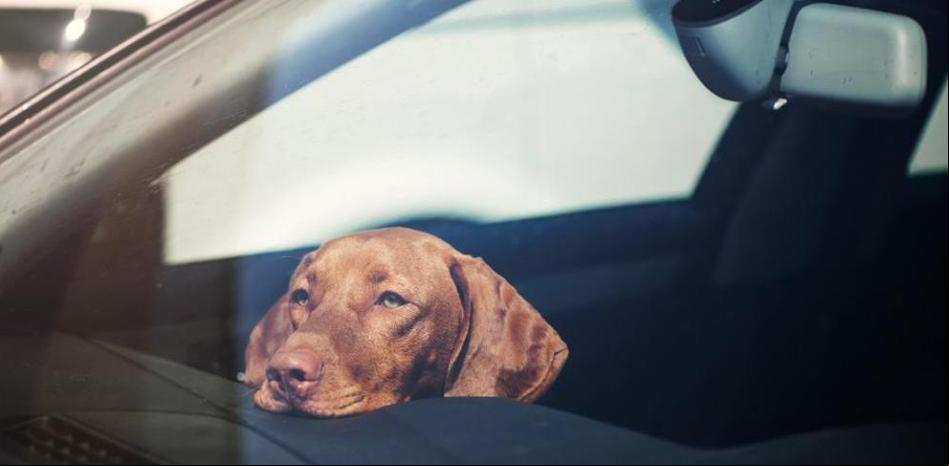 Crean un sistema para que evitar que te olvides a a tu hijo o a tu perro en el coche
