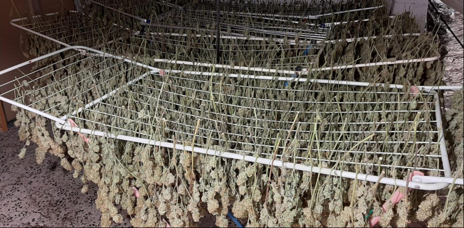 Desmantelados dos cultivos marihuana con 1.400 plantas en Vallirana y Corbera