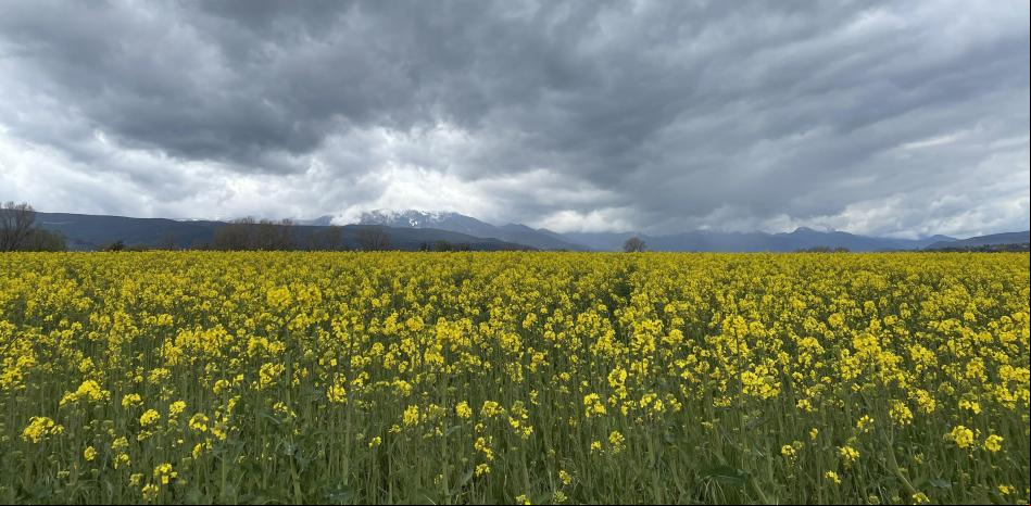 Paseo por los campos del Pla de les Forques