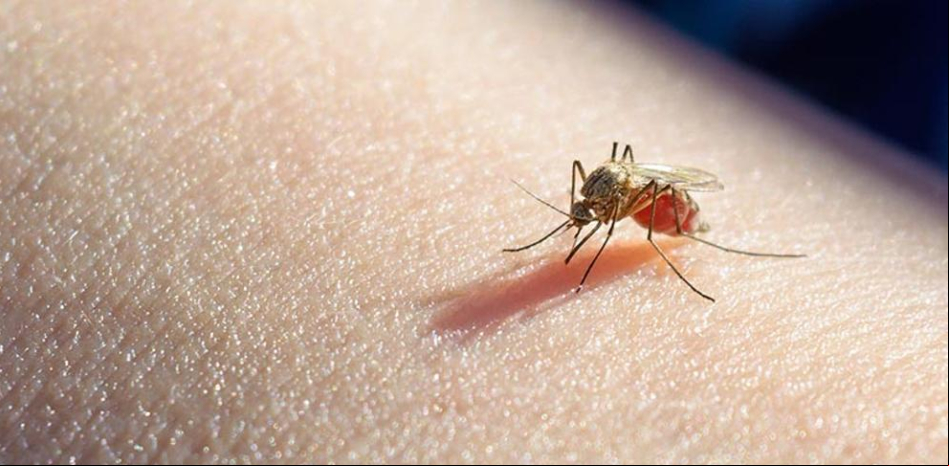 Éxito del programa piloto de la vacuna contra la Malaria