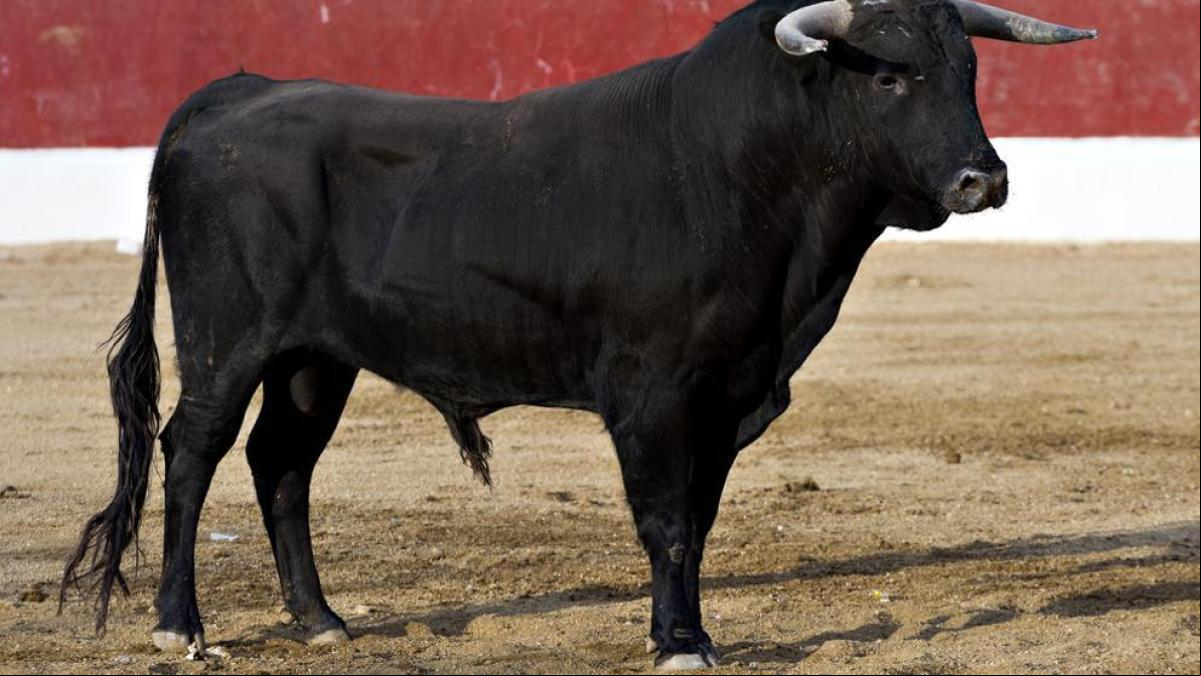 Un toro embiste una chica despistada con el móvil en pleno encierro de Tudela de Duero