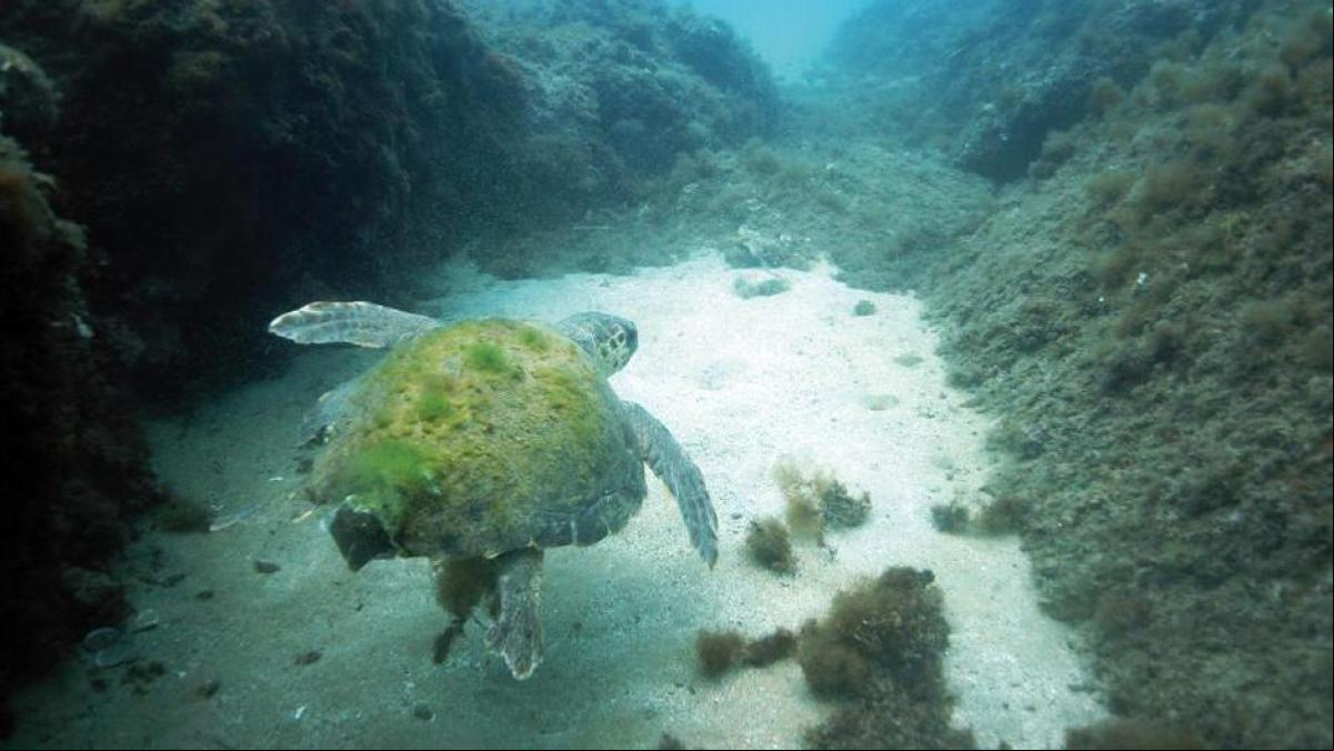 Comportamiento inusual de tortugas marinas en el Mediterráneo por el cambio climático