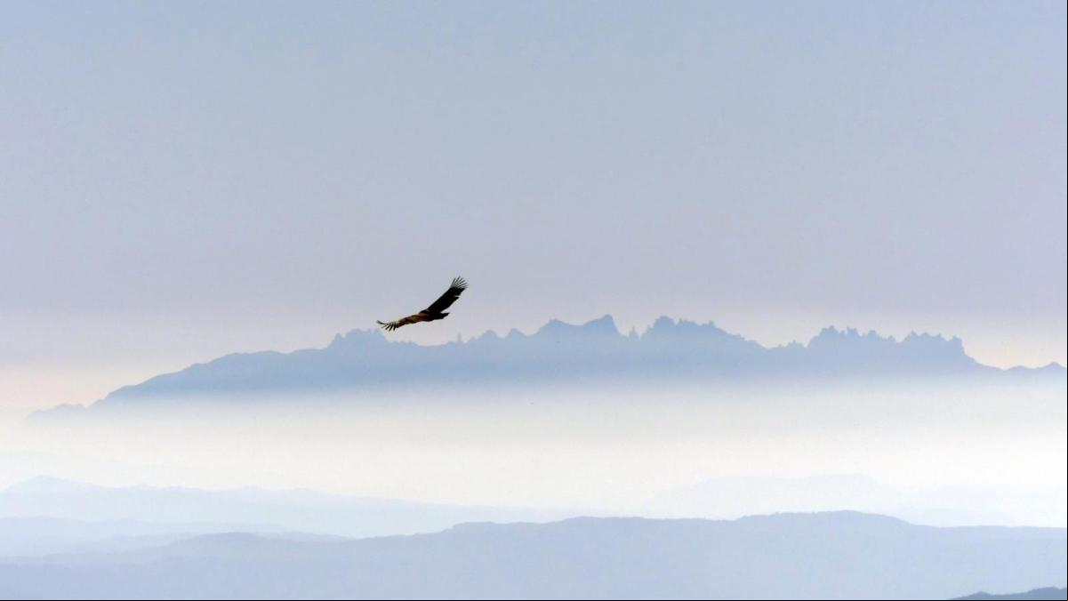 ¿Has visto alguna vez el buitre de Montserrat?