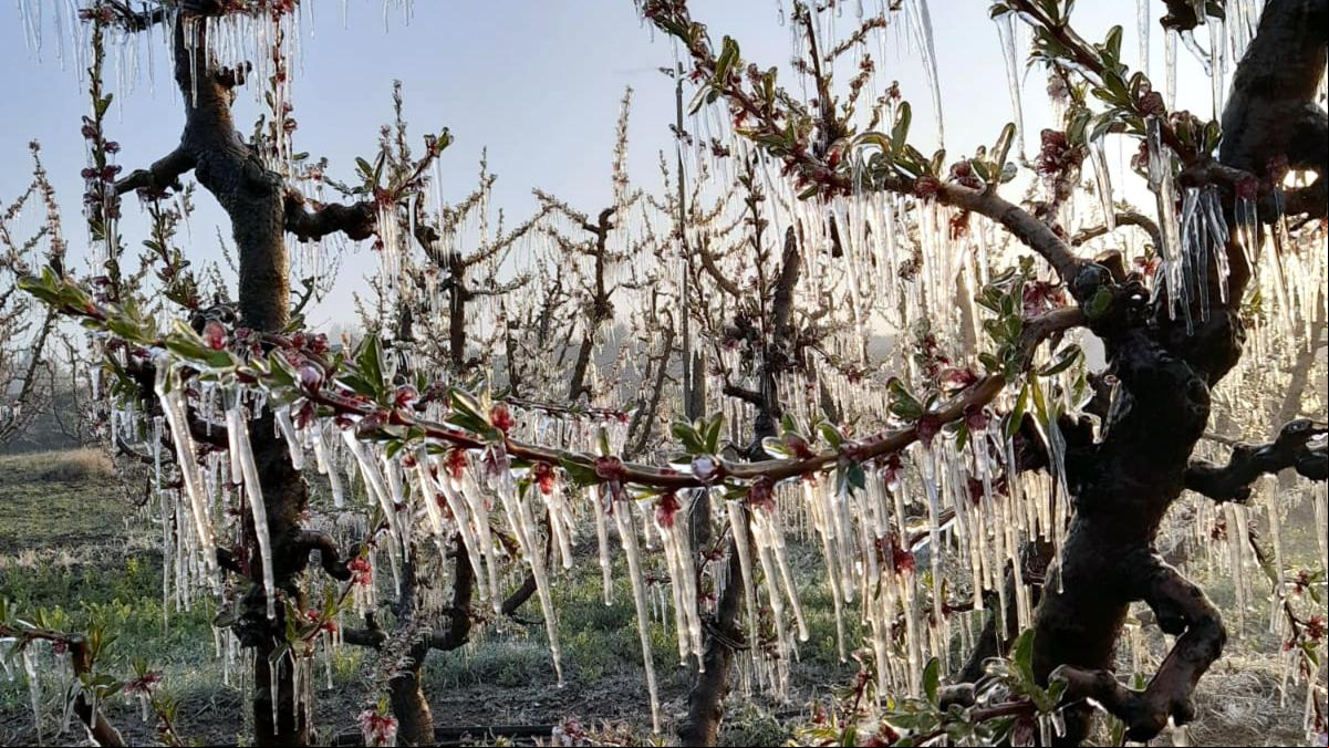 Las heladas provocan pérdidas en todo los sectores agrícolas de Catalunya