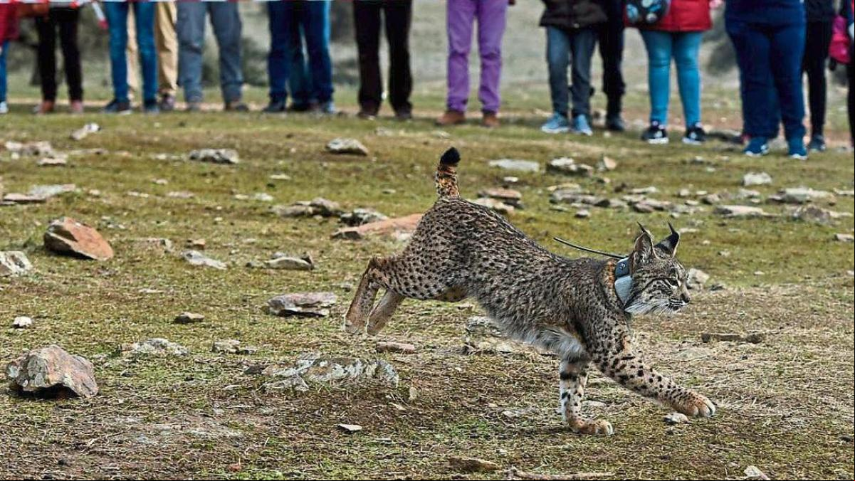 Catalunya y Aragón albergan hábitats idóneos para reintroducir el lince