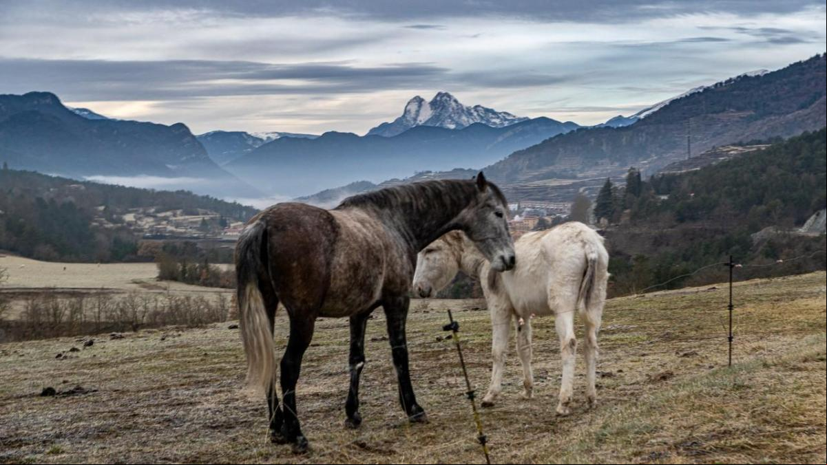 Los caballos del Pedraforca