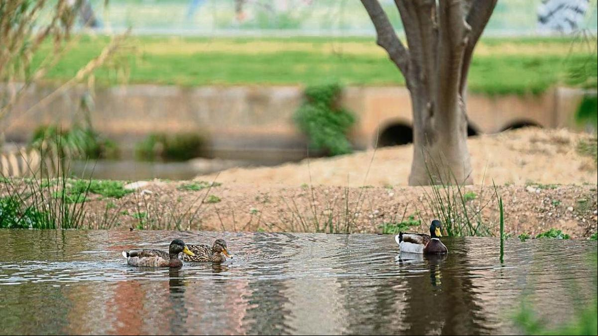 ¿Puede haber Paz con la Naturaleza sin una adecuada financiación de la biodiversidad? ¿Puede haber Paz con la Naturaleza sin una adecuada financiación de la biodiversidad?