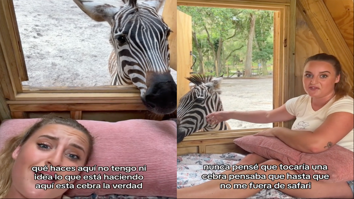 Alquila una cabaña en Airbnb y se encuentra que la tiene que compartir con una cebra: Está esa señora ahí