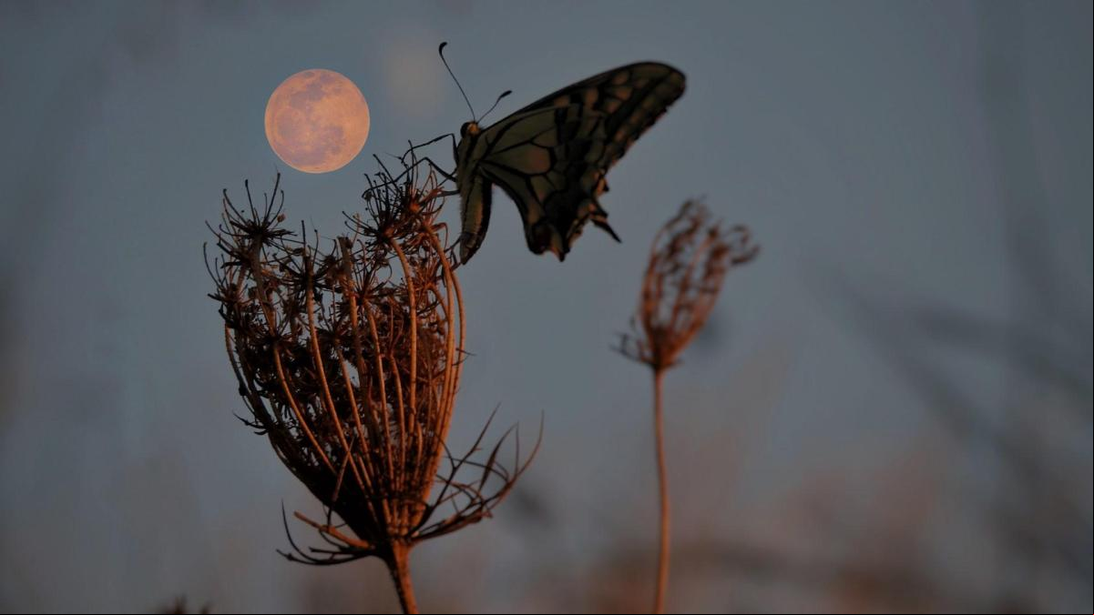 La Superluna del ciervo, mejor foto de julio