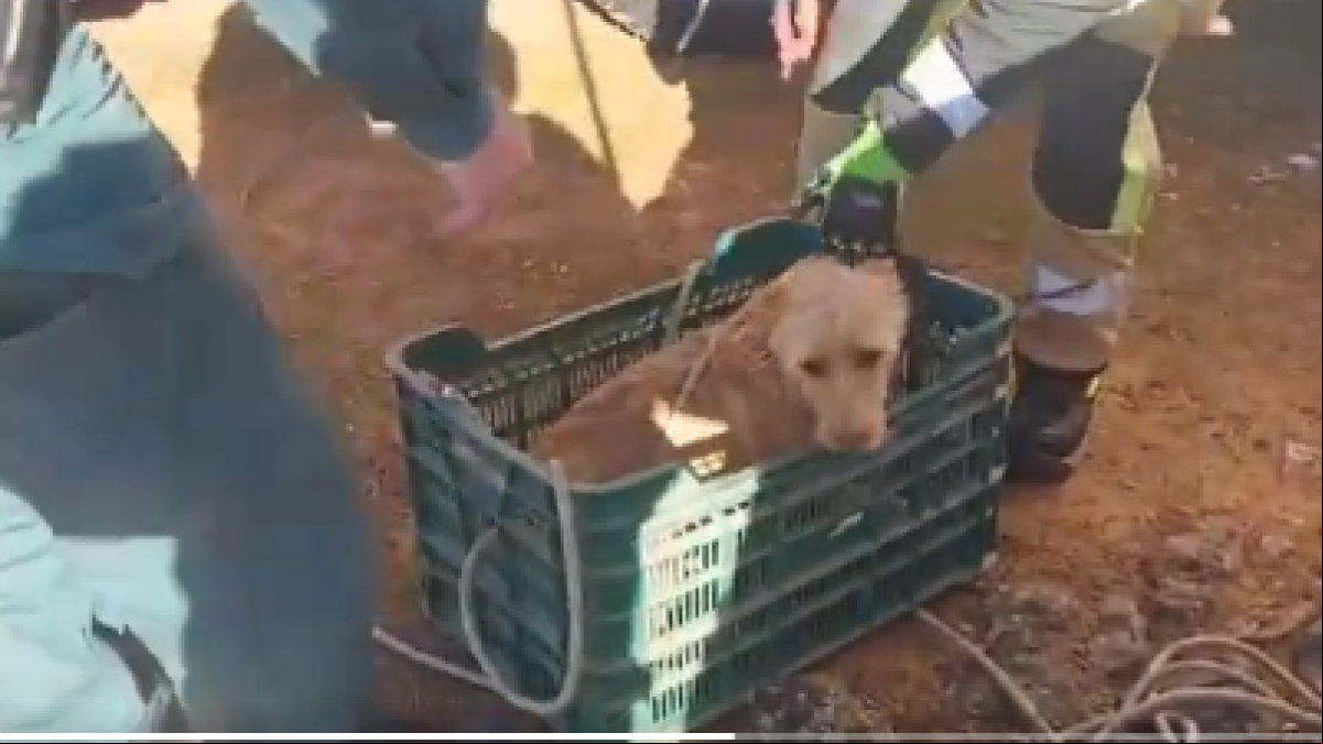 La Guardia Civil rescata a un perro que había caído a un pozo de unos diez metros en Azuaga