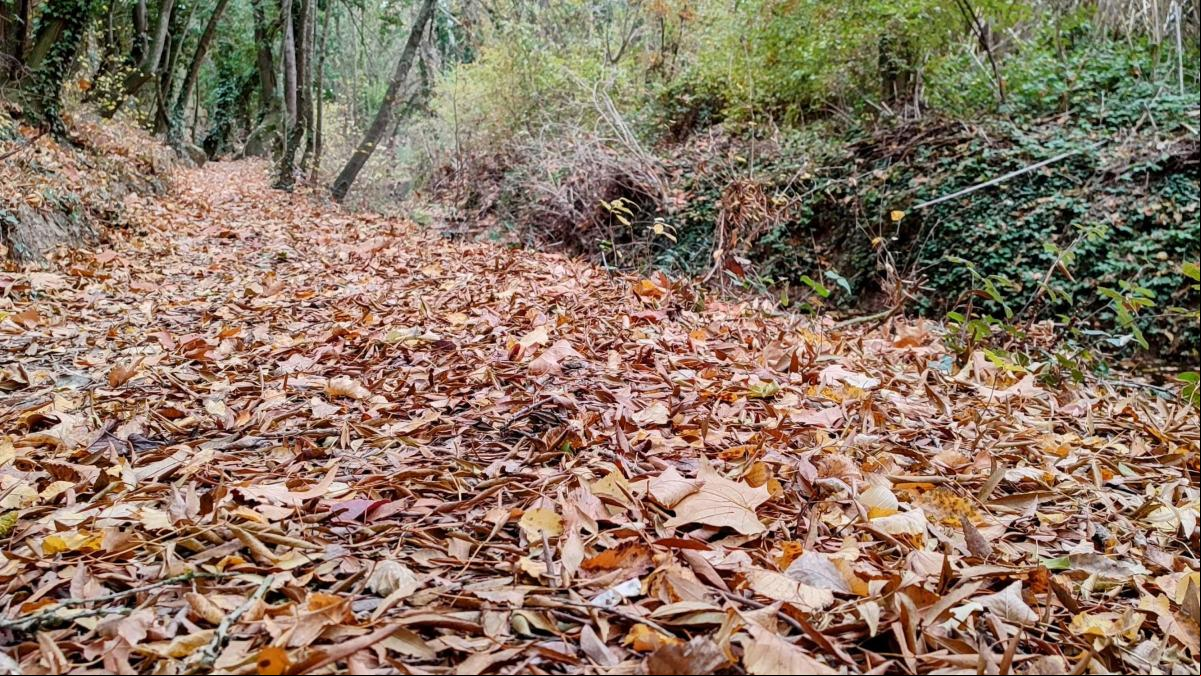El fenómeno otoñal de los ríos de hojas