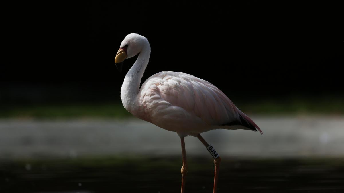 Una pareja de flamencos macho adopta un huevo abandonado y consigue que nazca un polluelo