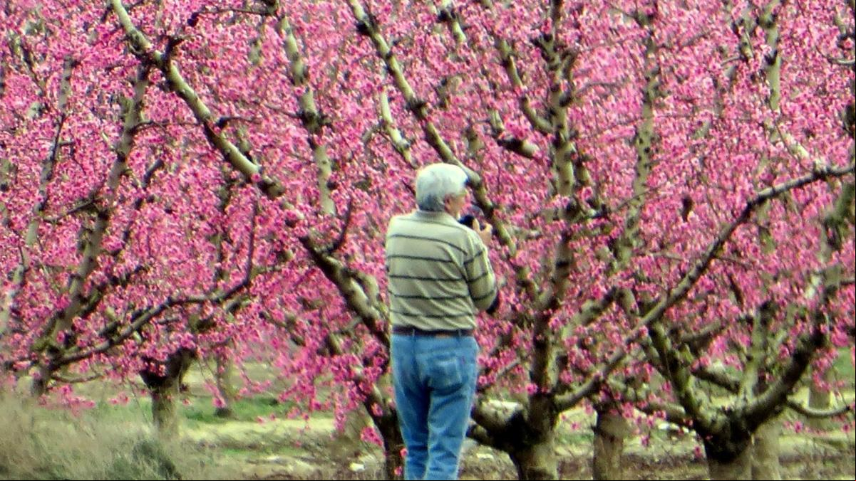 Se alza el telón de la floración en la Terra Alta
