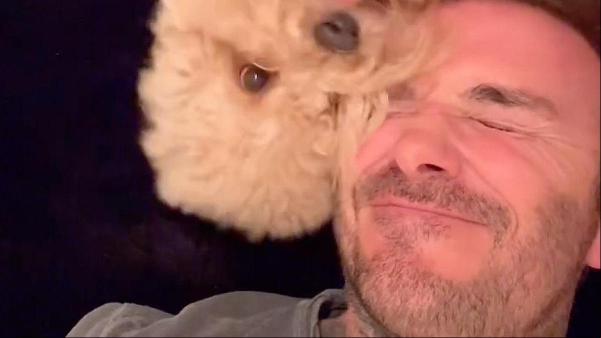 El adorable momento de David Beckham con su perro
