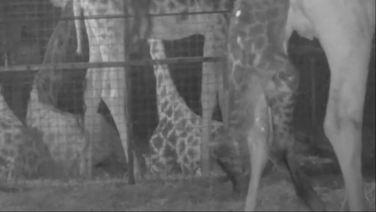 Las cámaras del Zoo de Chester capturan el nacimiento de una jirafa y sus primeros pasos tambaleantes