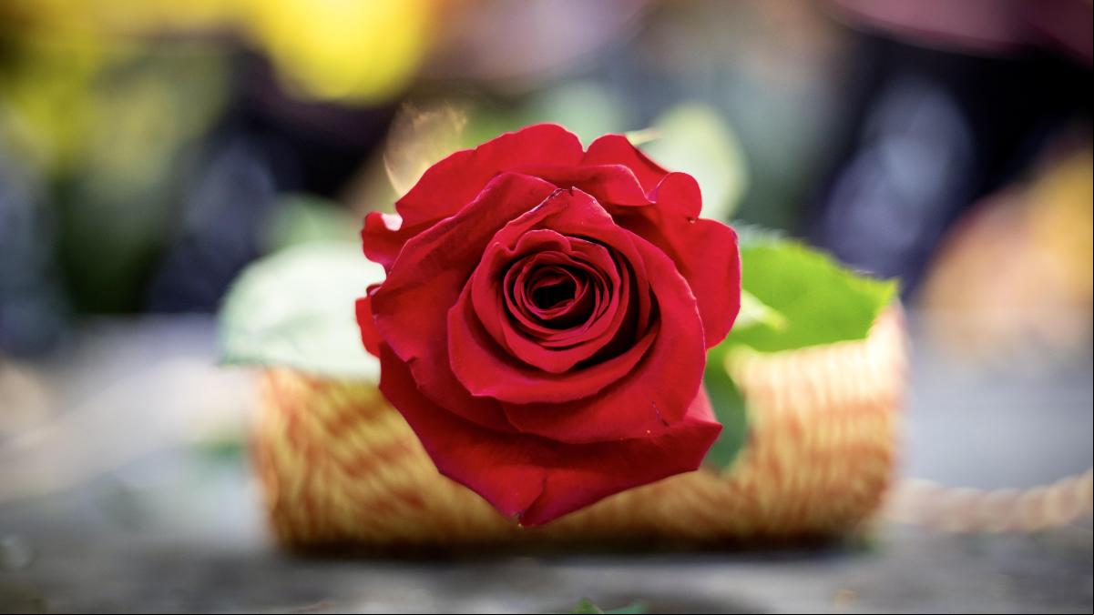 Sant Jordi 2024, en directo: Autores, firmas y noticias de la Diada