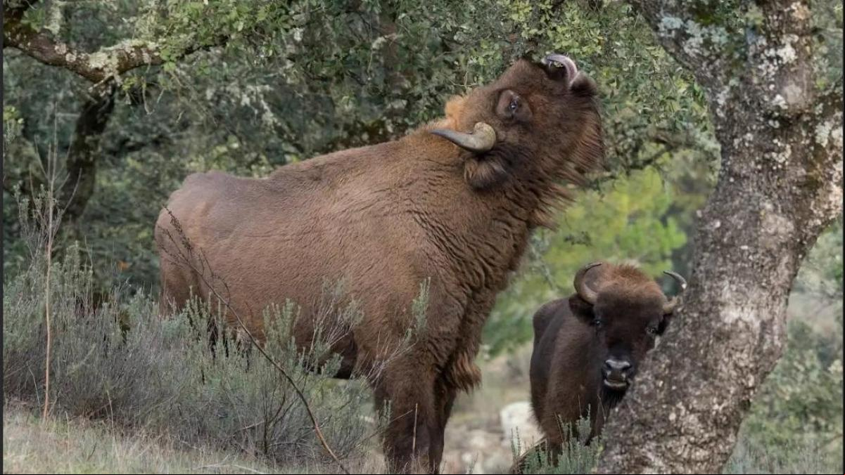 Bisontes en Andalucía: resultados optimistas en la reintroducción en la sierra de Andujar