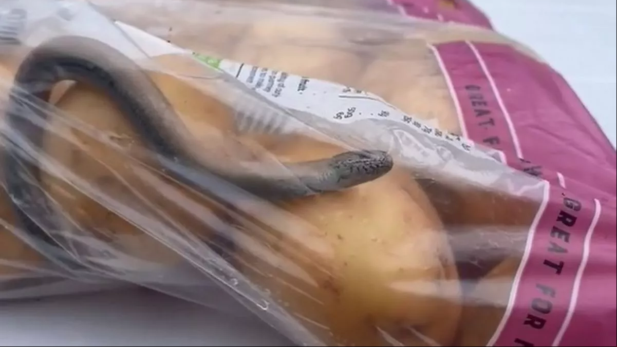 Una familia descubre horrorizada un reptil en una bolsa de patatas: “Dado el miedo que tenemos a las serpientes, puedes imaginar los gritos”