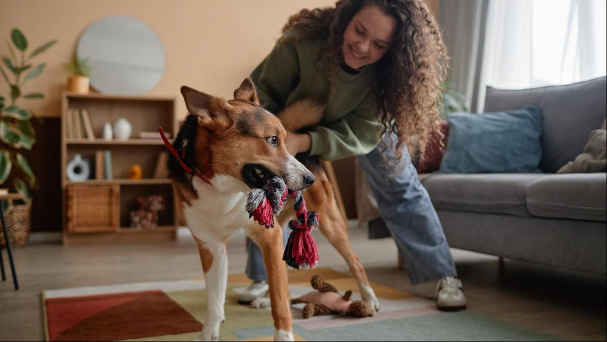 Los juguetes para perro favoritos de los veterinarios: sencillos y efectivos para una vida saludable