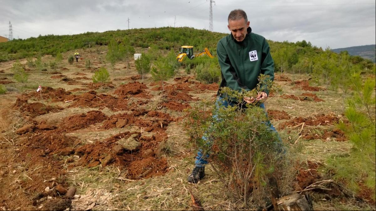 Yátova (Valencia): así se prepara el bosque para evitar una nueva catástrofe ecológica