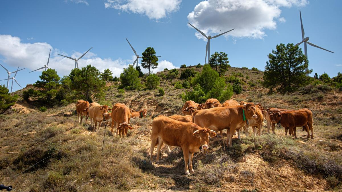 El Gobierno autoriza el mayor parque eólico pese a la oposición de sectores ecologistas