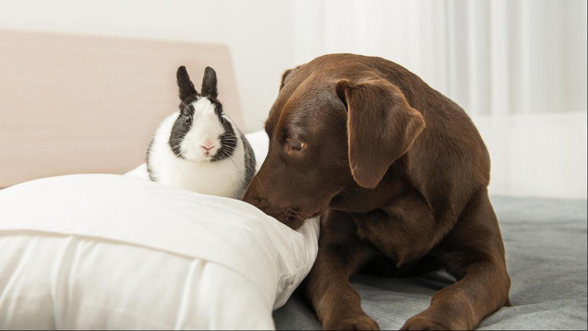 ¿Pueden convivir un perro y un conejo en la misma casa? Sí, si sigues estos consejos