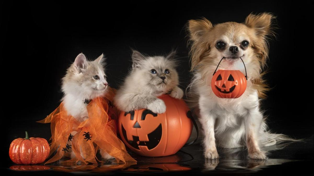 Los mejores disfraces para perro y gato: vive un Halloween muy divertido con tu mejor amigo