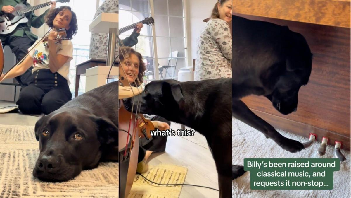 Su perro siempre pide música clásica y le sorprenden contratando una banda de jazz: “Músico en otra vida”