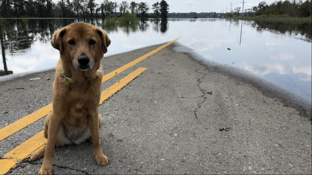 Protege a tu perro: la vacuna imprescindible en las zonas afectadas por la DANA en Valencia