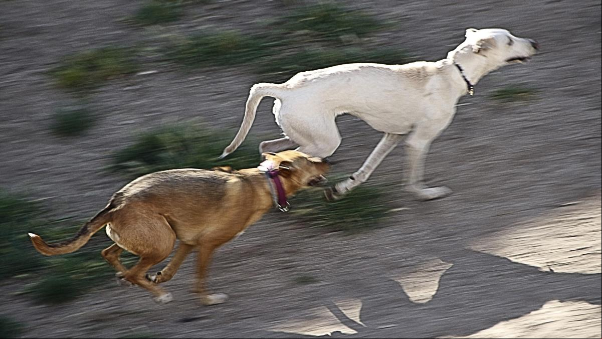 El Galgo, un atleta en peligro