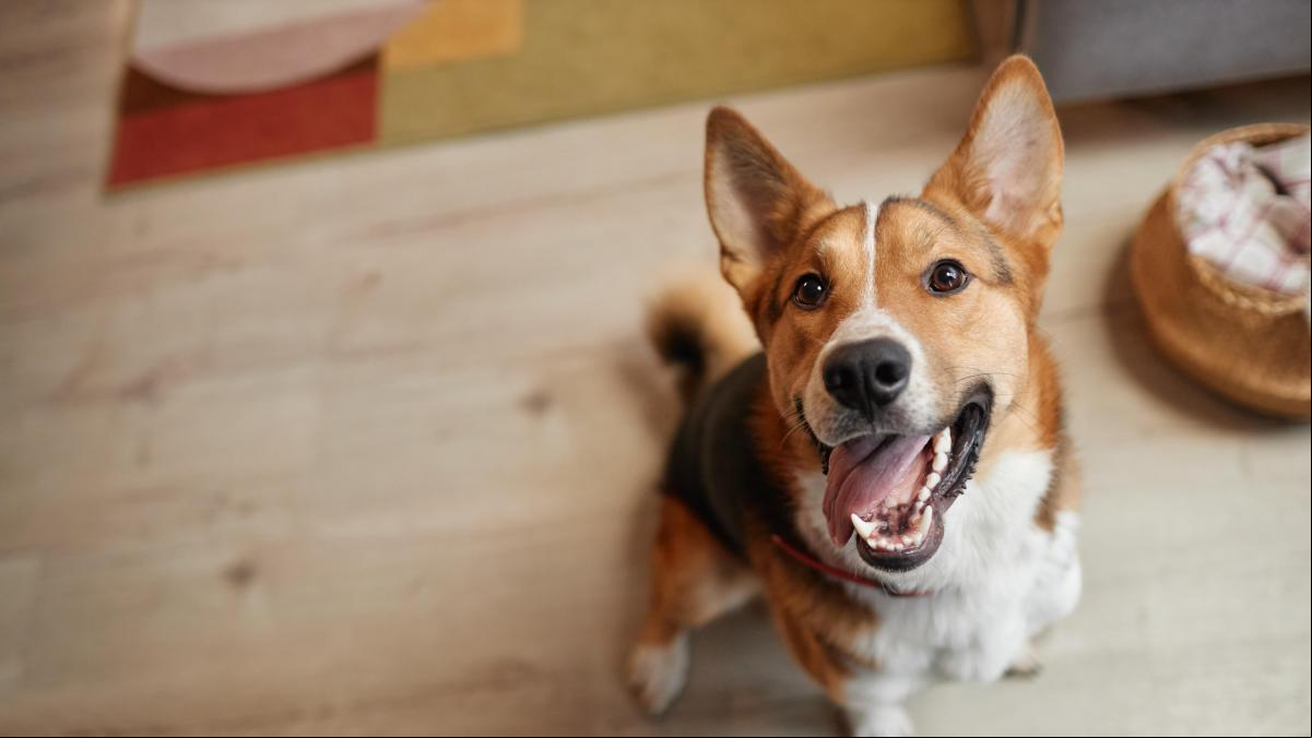 Así es como debes alimentar a tu perro si está esterilizado
