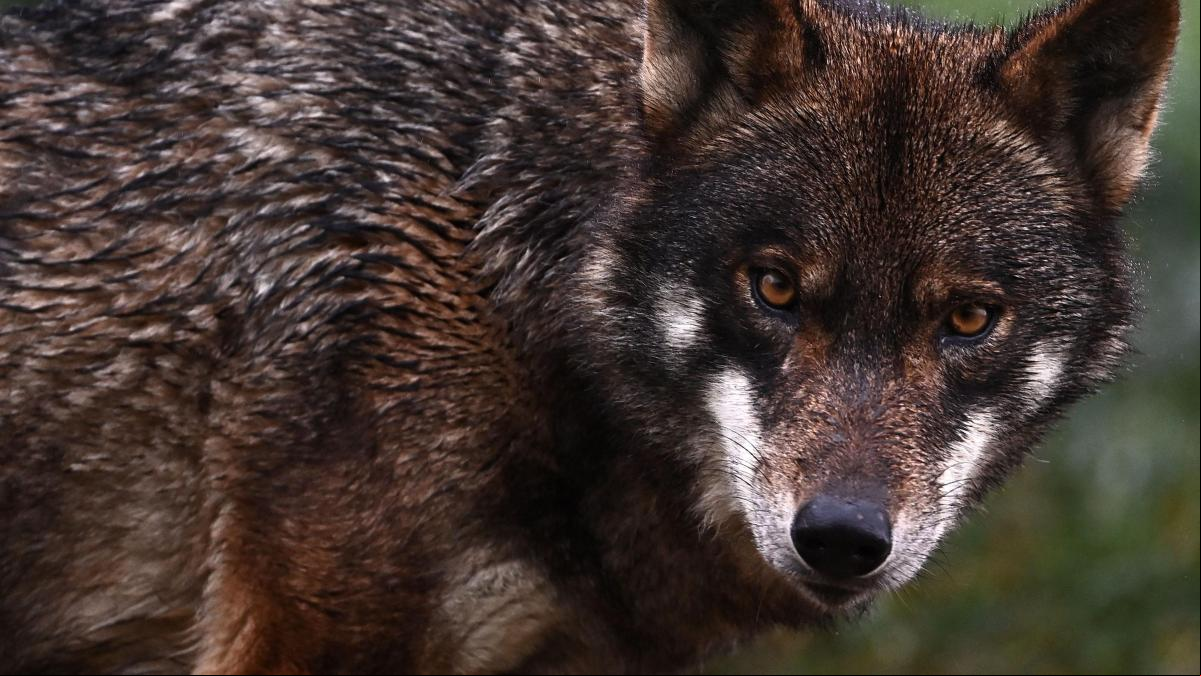 El Congreso vota varias enmiendas que pueden reabrir la caza del lobo