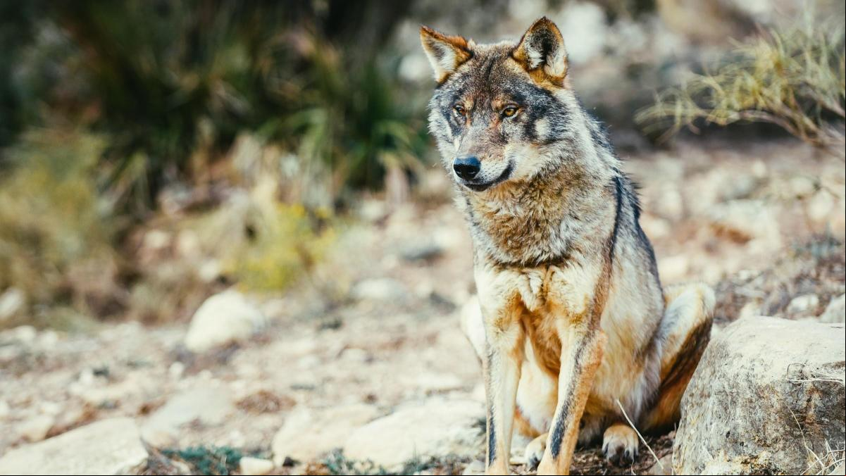 Se abre la veda de la caza “deportiva” del lobo a partir de hoy al norte del Duero
