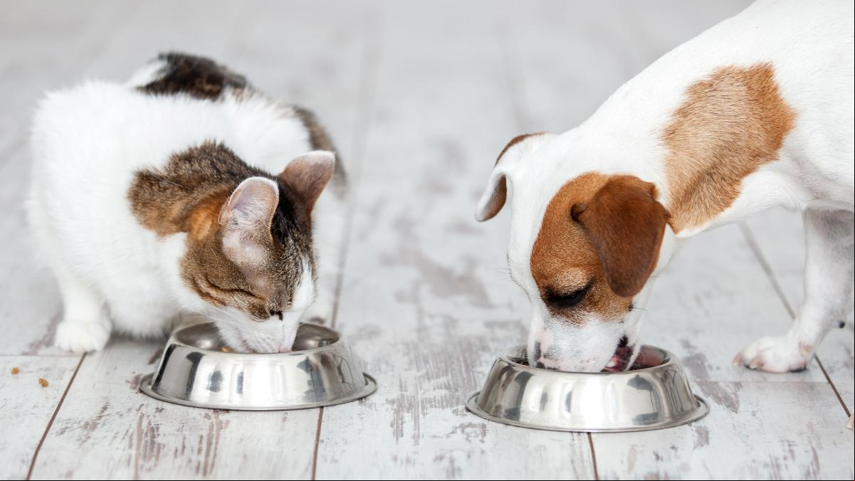 Adiós al pienso estándar: así debe ser la dieta de tu perro o gato según su problema de salud