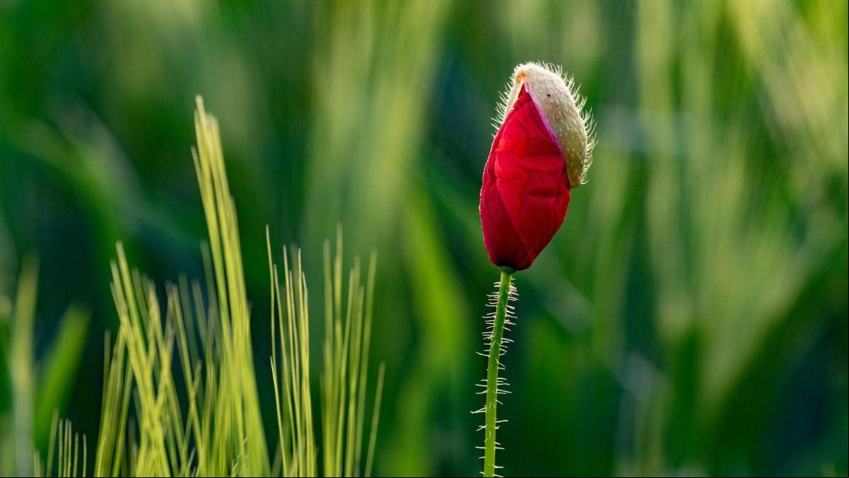 El milagro de la lluvia en los campos de Osona