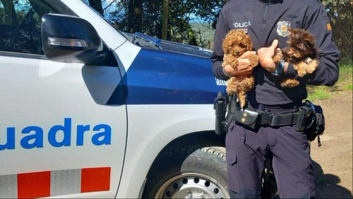 Confiscados siete cachorros en condiciones precarias en un autocar que venía de Moldavia