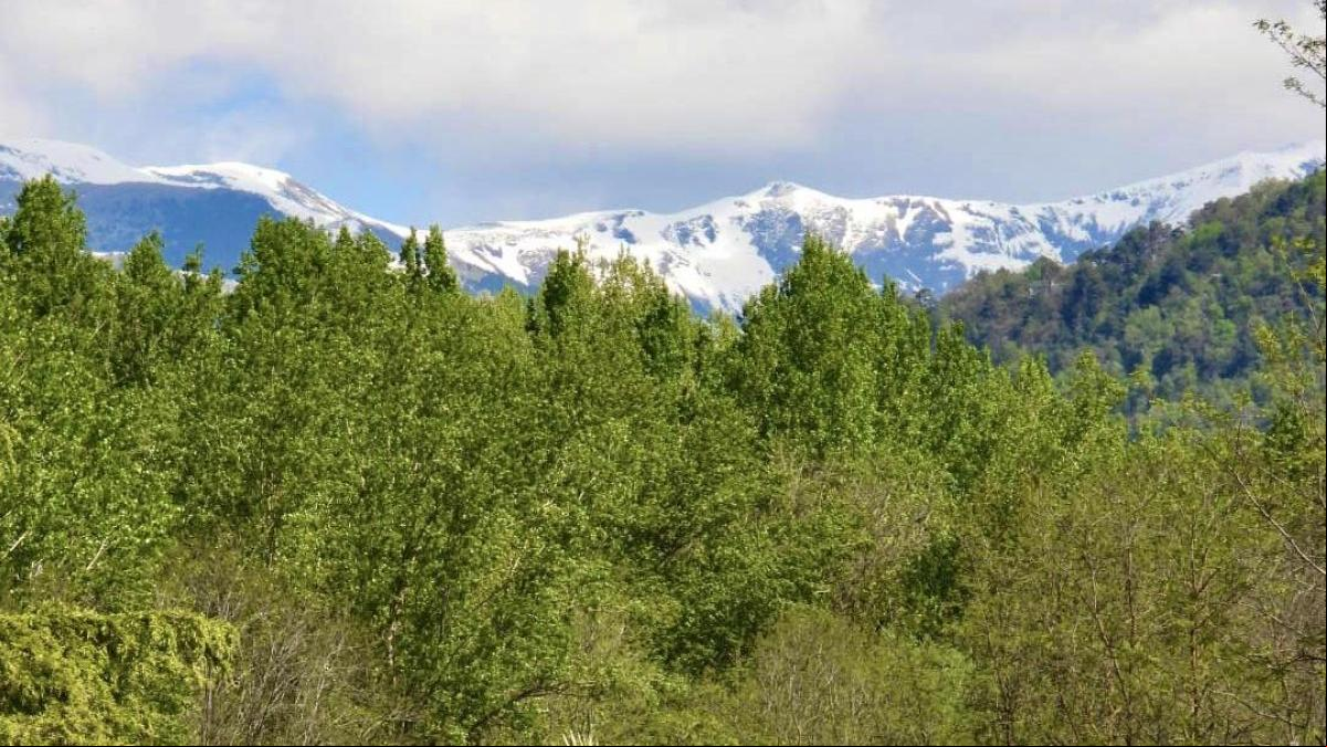 Primavera de palmeras y nieve
