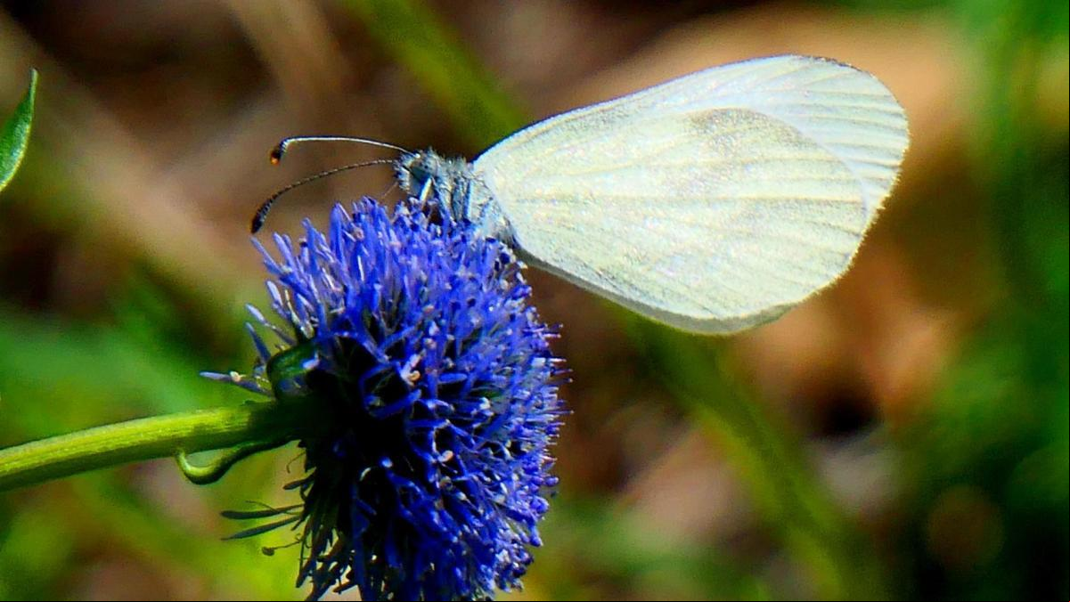 La mariposa blanca más esbelta
