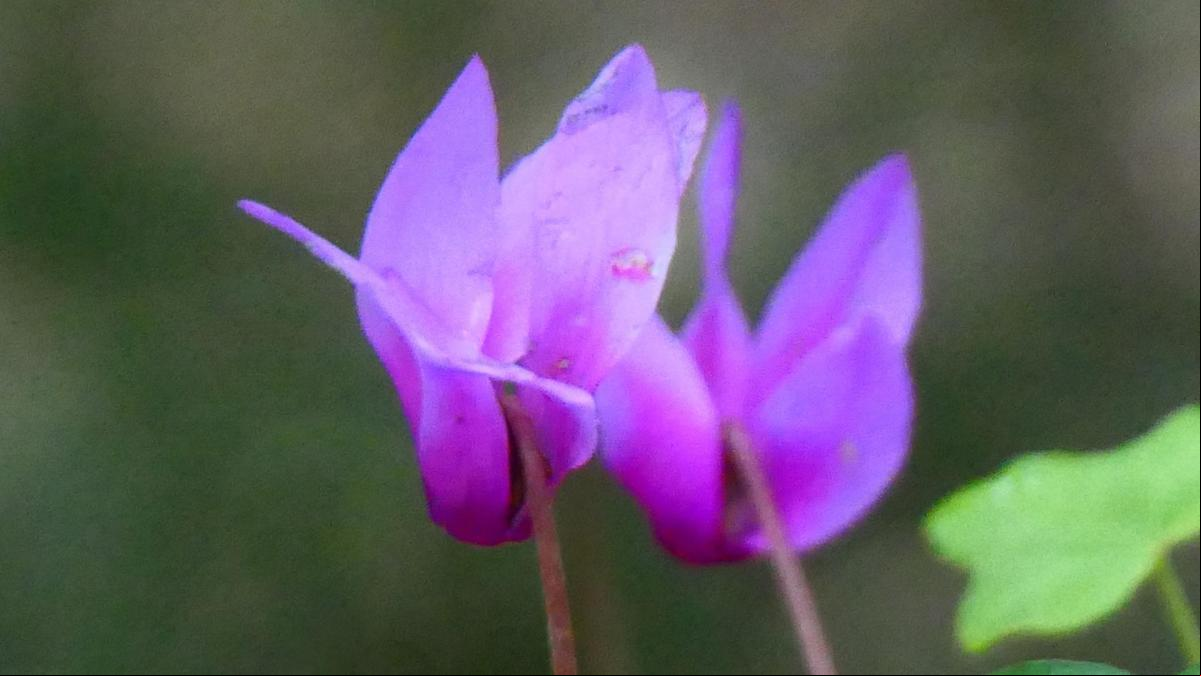 Las violetas de la ermita de las cárceles Las violetas de la ermita de las cárceles