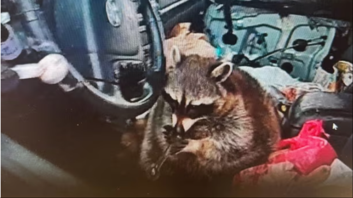 La policía detiene a una mujer y descubre en su coche a un mapache fumando metanfetamina en una pipa