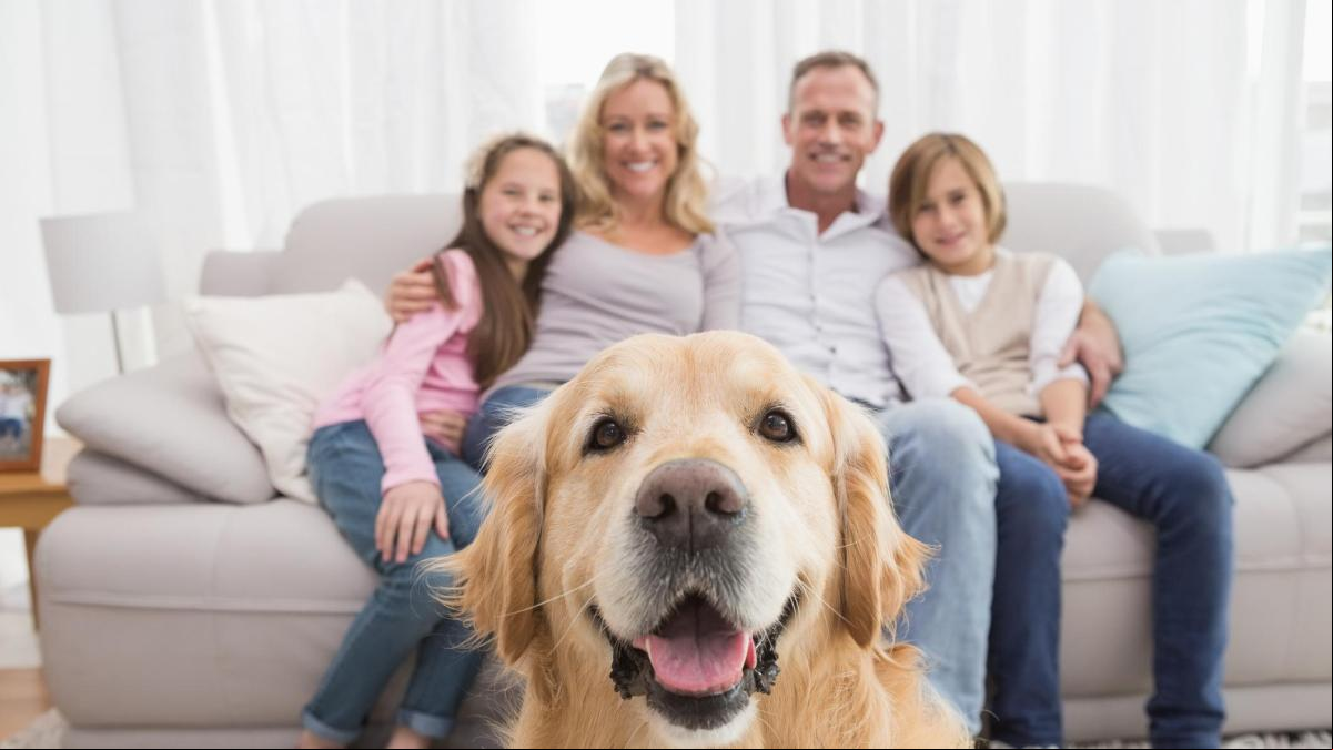 Lucía Santo Tomás, veterinaria: “Cada vez más hogares se implican en el bienestar de todos sus , y los animales ya son parte de la familia con todos sus derechos”