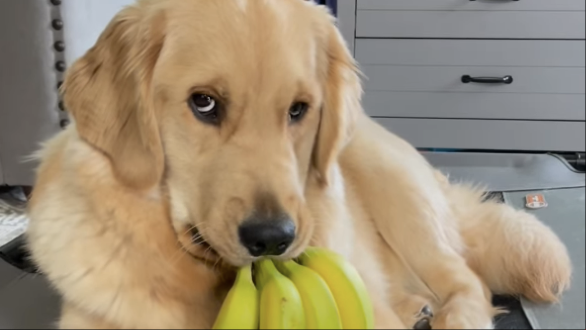 Una golden retriever roba las bananas de la cocina y utiliza toda su ternura para escabullirse cuando la pillan con el botín: “No creo que lo hiciera, parece inocente”