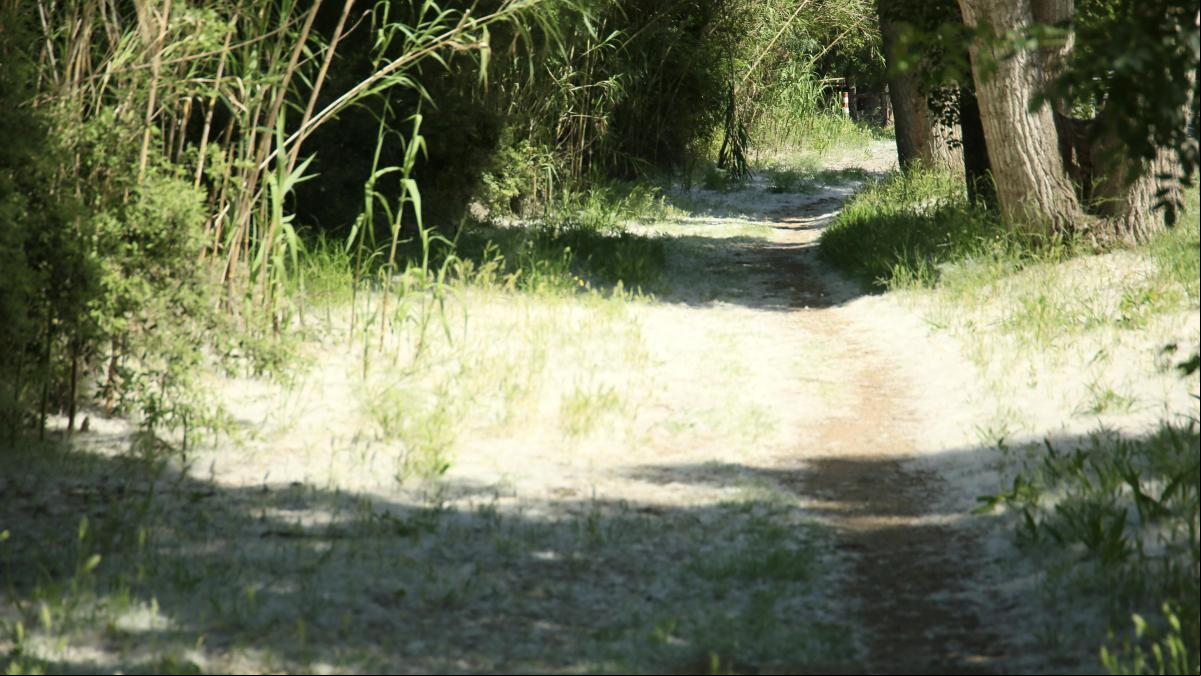 Los bellos caminos de semillas de Pals
