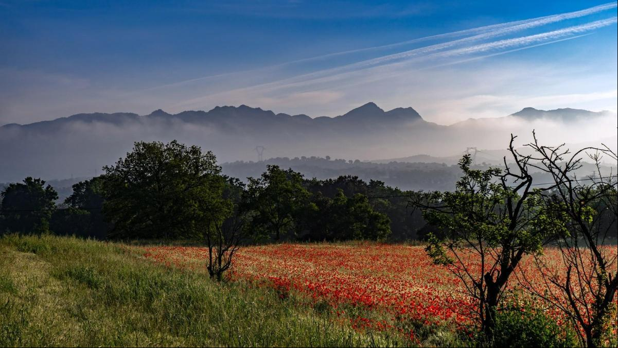Días de nieblas, estelas y amapolas