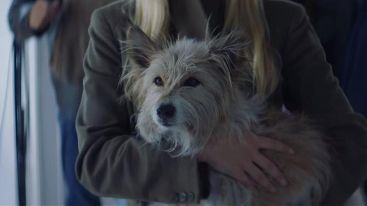 ¿Qué fue de Max? El entrañable perro del anuncio de la Lotería de Navidad