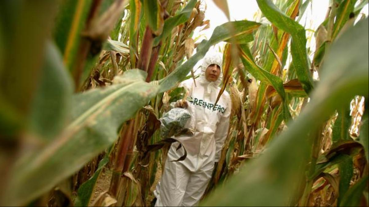 Los microplásticos también penetran en los cultivos y reducen su producción