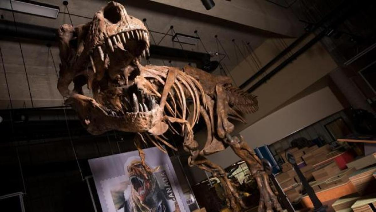 Desaparece el esqueleto de un T-Rex y Dwayne Johnson es sospechoso por un malentendido