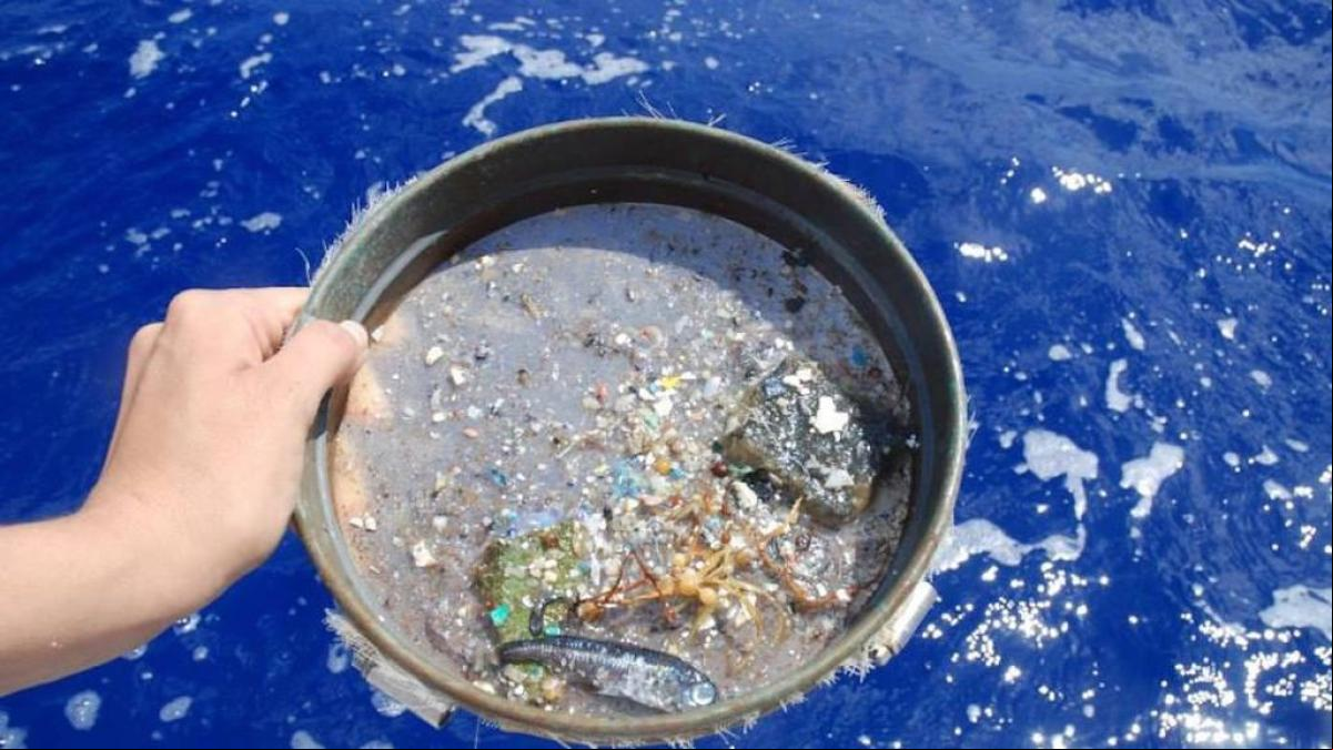Los microplásticos pueden transportar parásitos terrestres al océano