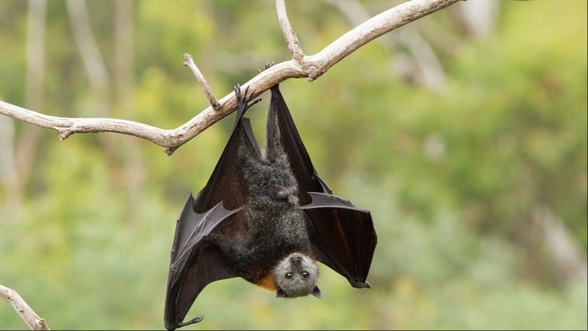 Un hombre que rechazó un tratamiento tras ser mordido por un murciélago muere de la rabia un mes después