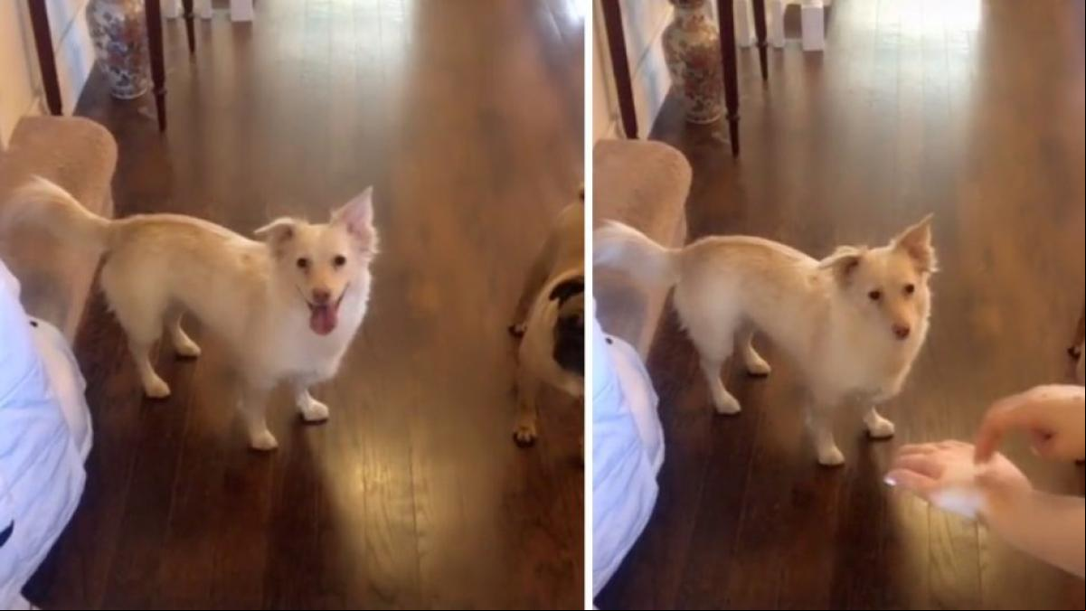 Esta perrita sorda contagia su entusiasmo al entender con una simple señal que saldrá a pasear